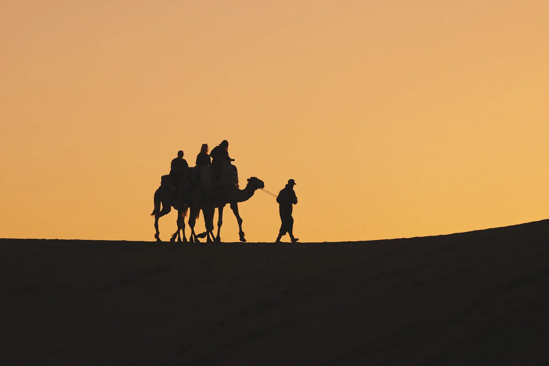 Camels crossing the beach at sunset